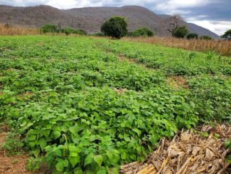 Bean crop