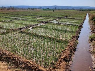 Onion field showing irrigation