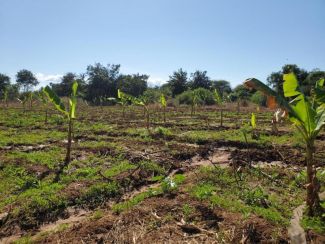 Replanted bananas after elephant damage