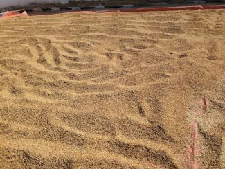 Rice drying after harvesting